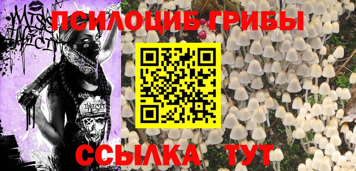 где купить   Псилоцибиновые грибы прущие грибы  Вход с VPN  Звенигород 
